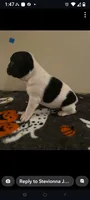 Male Puppy #2, a male Boston Terrier for sale in Clifford, MI – 3 of 3