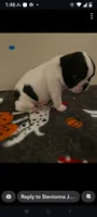 Male Puppy #2, a male Boston Terrier for sale in Clifford, MI – 2 of 3