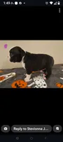 Female #2, a female Boston Terrier for sale in Clifford, MI – 2 of 3