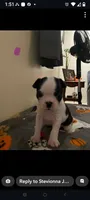 Female #1, a female Boston Terrier for sale in Clifford, MI – 3 of 3