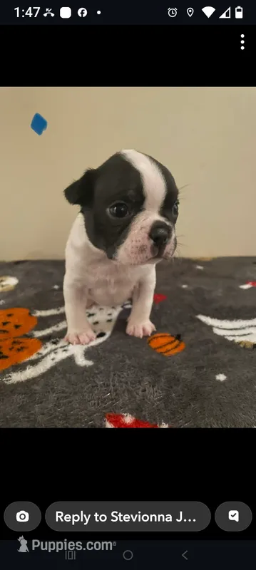 Male Puppy #2 – Boston Terrier puppy for sale in Clifford, MI