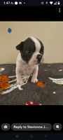 Male Puppy #2, a male Boston Terrier for sale in Clifford, MI – 1 of 3