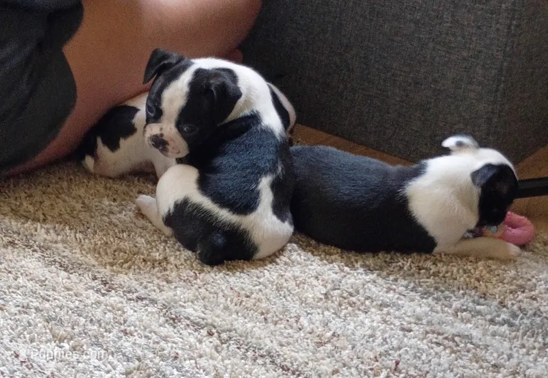 Male Puppy #1 – Boston Terrier puppy for sale in Clifford, MI
