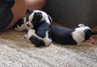 Male Puppy #1, a male Boston Terrier for sale in Clifford, MI – 2 of 3