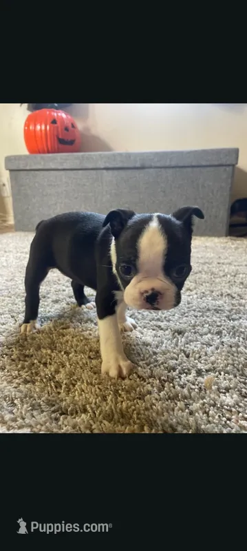 Female #2 – Boston Terrier puppy for sale in Clifford, MI