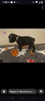 Female #3, a female Boston Terrier for sale in Clifford, MI – 2 of 3