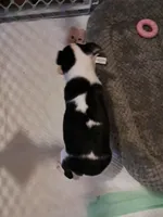 Female, a female Boston Terrier for sale in Fort Gratiot, MI – Photo 2 of 6