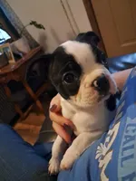 Female, a female Boston Terrier for sale in Fort Gratiot, MI – Photo 3 of 6