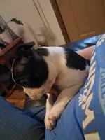 Female, a female Boston Terrier for sale in Fort Gratiot, MI – Photo 4 of 6