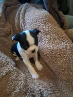Female, a female Boston Terrier for sale in Fort Gratiot, MI – Photo 6 of 6