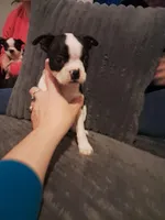 Female, a female Boston Terrier for sale in Fort Gratiot, MI – Photo 5 of 6