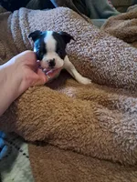 Female, a female Boston Terrier for sale in Fort Gratiot, MI – Photo 1 of 6