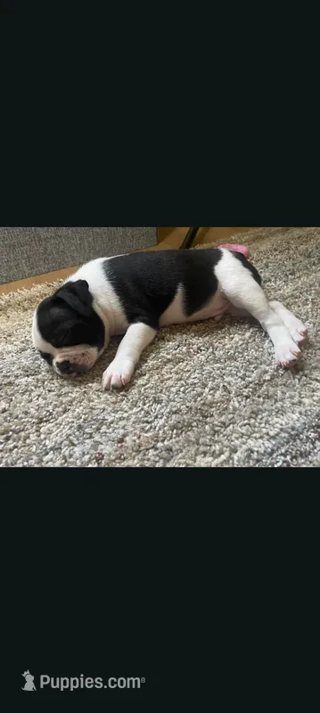 Male Puppy #1 – Boston Terrier puppy for sale in Clifford, MI