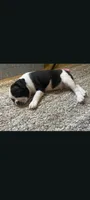 Male Puppy #1, a male Boston Terrier for sale in Clifford, MI – 1 of 3