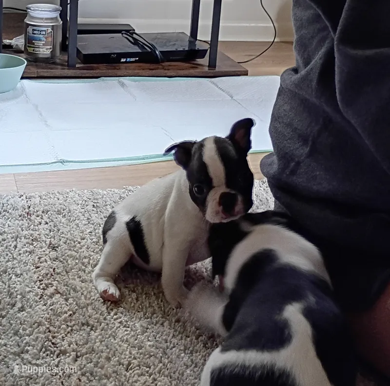 Male Puppy #2 – Boston Terrier puppy for sale in Clifford, MI