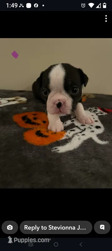 Female #2 – Boston Terrier puppy for sale in Clifford, MI