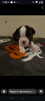 Female #2, a female Boston Terrier for sale in Clifford, MI – 1 of 3