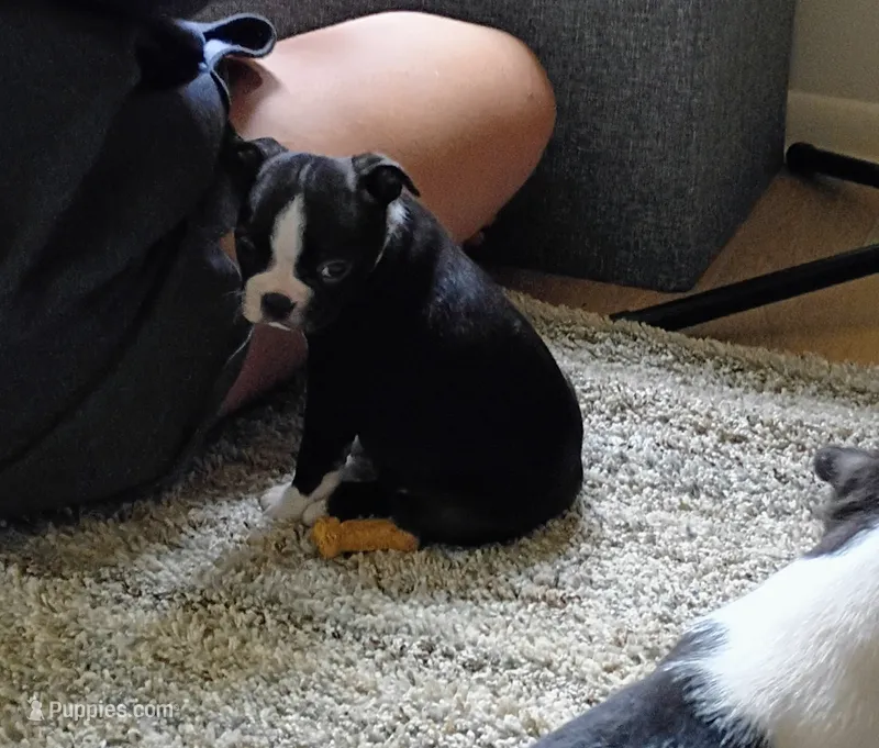 Female #3 – Boston Terrier puppy for sale in Clifford, MI