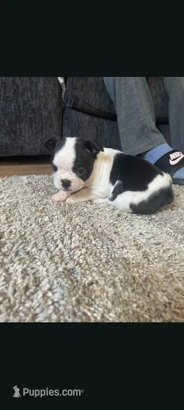 Female #1 – Boston Terrier puppy for sale in Clifford, MI