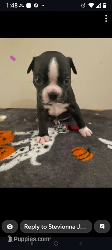 Female #3 – Boston Terrier puppy for sale in Clifford, MI
