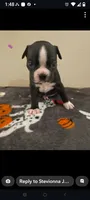 Female #3, a female Boston Terrier for sale in Clifford, MI – 1 of 3
