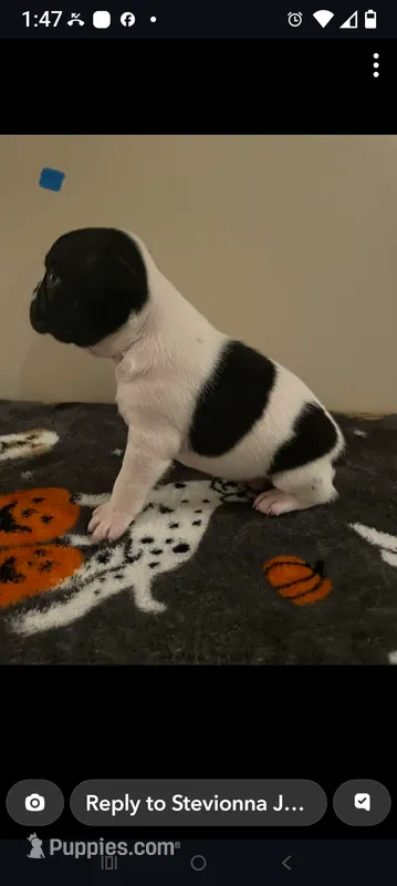 Male Puppy #1 – Boston Terrier puppy for sale in Clifford, MI