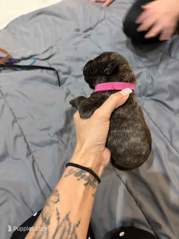 Pink – Perro de Presa Canario puppy for sale in Slaton, TX