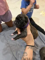 Purple, a female Perro de Presa Canario for sale in Slaton, TX – 1 of 6