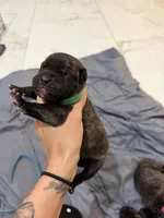 Green, a male Perro de Presa Canario for sale in Slaton, TX – 3 of 5
