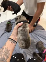 Black, a male Perro de Presa Canario for sale in Slaton, TX – 3 of 6