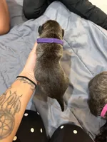 Purple, a female Perro de Presa Canario for sale in Slaton, TX – 4 of 6