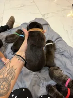 Brown, a male Perro de Presa Canario for sale in Slaton, TX – 2 of 4