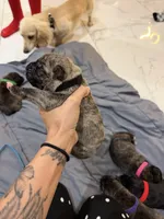 Black, a male Perro de Presa Canario for sale in Slaton, TX – 5 of 6