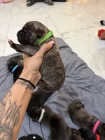 Lime, a male Perro de Presa Canario for sale in Slaton, TX – 3 of 5