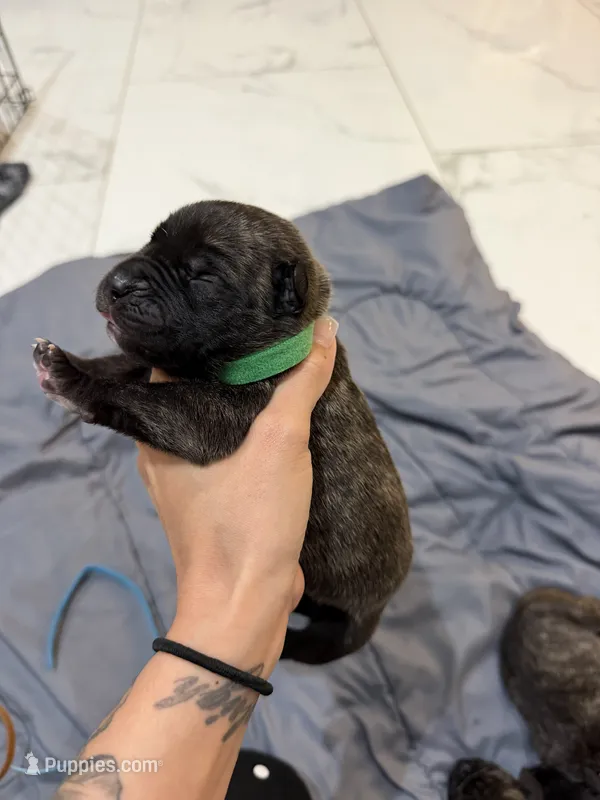 Green – Perro de Presa Canario puppy for sale in Slaton, TX
