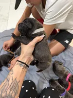 Grey, a male Perro de Presa Canario for sale in Slaton, TX – 5 of 5
