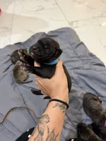 Blue, a male Perro de Presa Canario for sale in Slaton, TX – 2 of 6