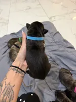 Blue, a male Perro de Presa Canario for sale in Slaton, TX – 5 of 6