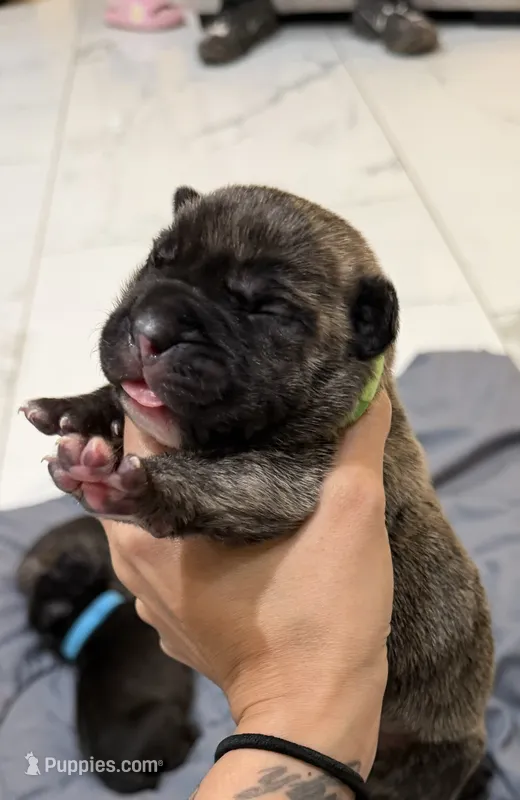 Lime – Perro de Presa Canario puppy for sale in Slaton, TX