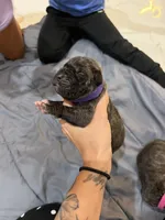 Purple, a female Perro de Presa Canario for sale in Slaton, TX – 2 of 6