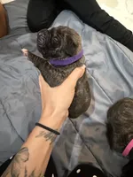 Purple, a female Perro de Presa Canario for sale in Slaton, TX – 3 of 6