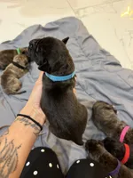 Blue, a male Perro de Presa Canario for sale in Slaton, TX – 4 of 6