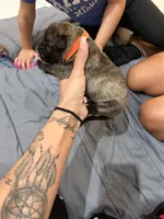 Orange, a female Perro de Presa Canario for sale in Slaton, TX – 3 of 3