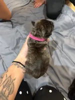 Pink, a female Perro de Presa Canario for sale in Slaton, TX – 6 of 6