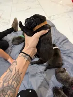 Brown, a male Perro de Presa Canario for sale in Slaton, TX – 3 of 4