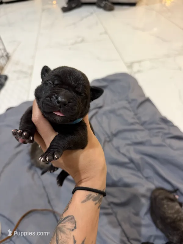 Blue – Perro de Presa Canario puppy for sale in Slaton, TX