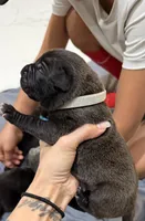 Grey, a male Perro de Presa Canario for sale in Slaton, TX – 1 of 5