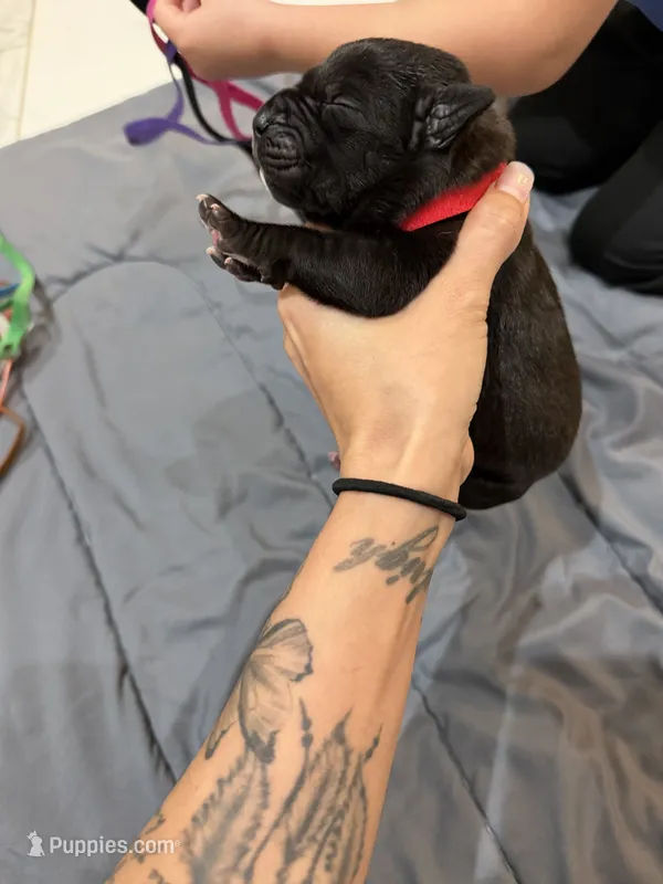Red – Perro de Presa Canario puppy for sale in Slaton, TX