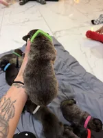 Lime, a male Perro de Presa Canario for sale in Slaton, TX – 2 of 5