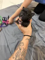 Red, a female Perro de Presa Canario for sale in Slaton, TX – 2 of 4